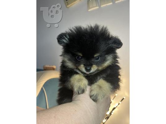 Pomeranian, μινιατούρες κουτάβια